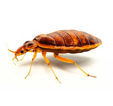 Bed Bug Eradication